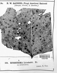 Ectostroma liriodendri image